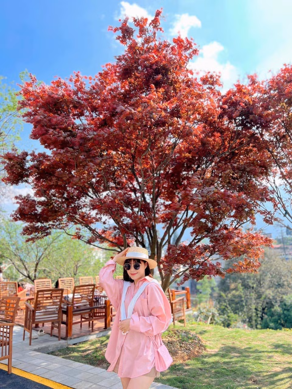 Khi vừa đâm chồi non, lá phong đỏ rực rất nên thơ, màu lá đỏ duy trì được khoảng 1 tháng sau đó chuyển dần qua màu xanh, khi lá già chuyển qua màu vàng rồi rụng, 2 tháng sau đó cây mới lên lại đợt lá đỏ tiếp theo.