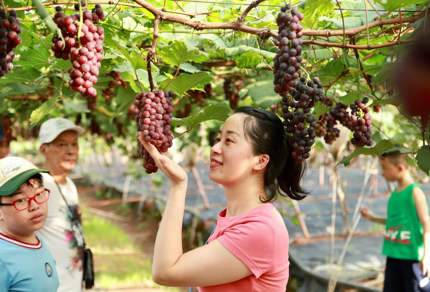 Được dạo bước trong vườn nho rộng thênh thang, ngắm những giàn nho chín trĩu quả đem lại cảm giác bình yên.