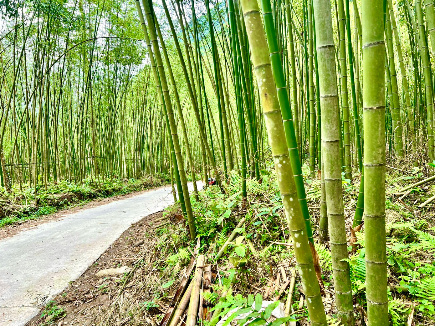 Trong đó trúc là loại cây thân mảnh, lá mảnh, thân mọc thẳng đứng có đốt, có thể sống và sinh trưởng khỏe mạnh ở nơi khô cằn, sỏi đá. Trong điều kiện thời tiết khắc nghiệt như thế nào cây vẫn đâm chồi, nảy lộc, trổ măng, mọc cây xanh tốt.