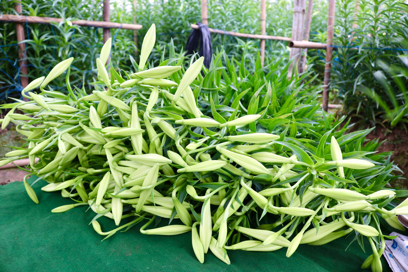 Chất lượng hoa năm nay được người dân đánh giá là tạm ổn, không quá đẹp, búp hoa không to nhưng lại rất đều. Chất lượng hoa năm nay được người dân đánh giá là tạm ổn, không quá đẹp, búp hoa không to nhưng lại rất đều.