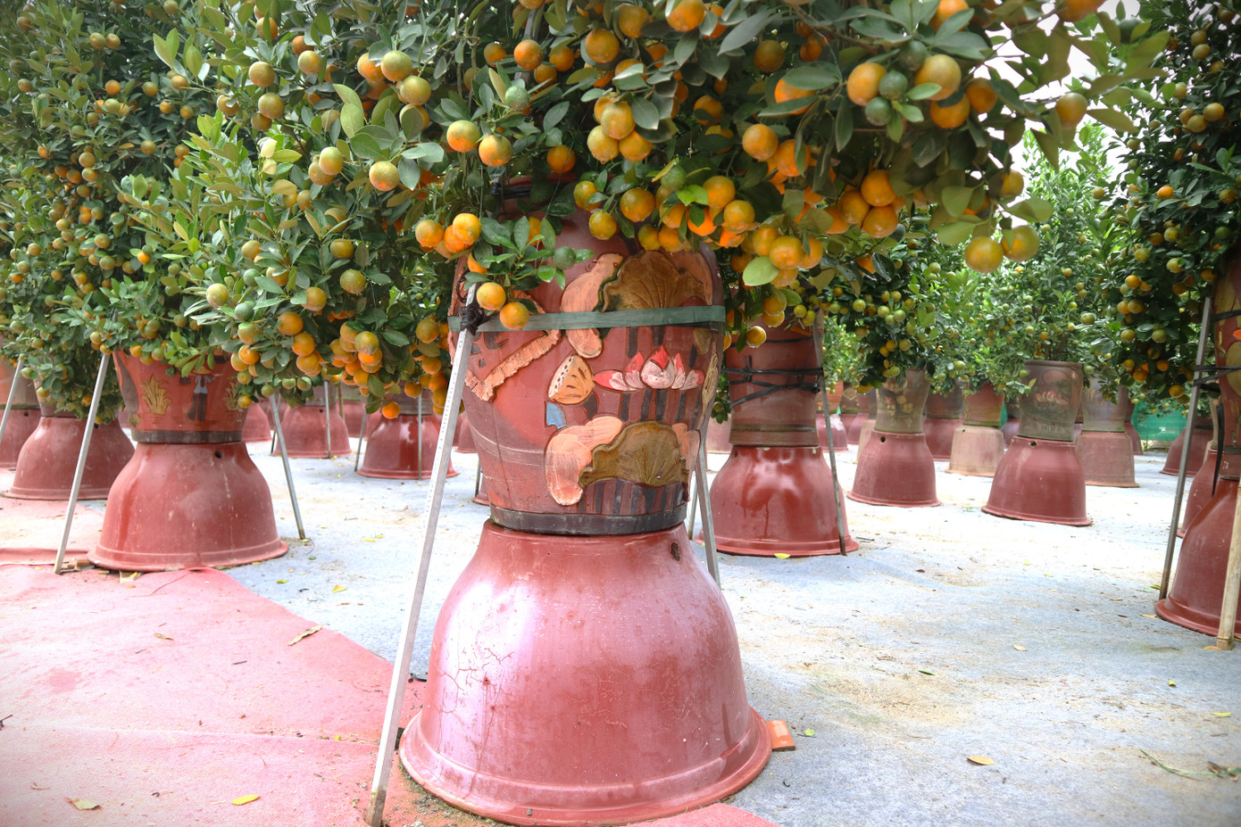 Tuy nhiên, do thời tiết năm nay nóng bất thường nên có nhiều cây quất đã ngả vàng. Đối với những cây này, chủ vườn cần phải chăm sóc với một quy trình đặc biệt hơn.