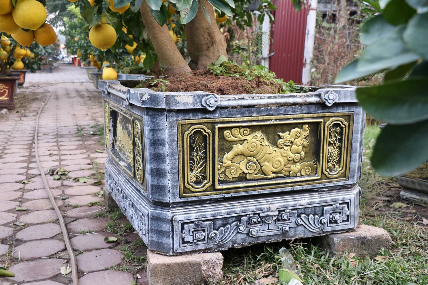 Những cây bưởi giá trên chục triệu được đặt trong những chậu đá màu xám cỡ lớn với hoa văn độc đáo.