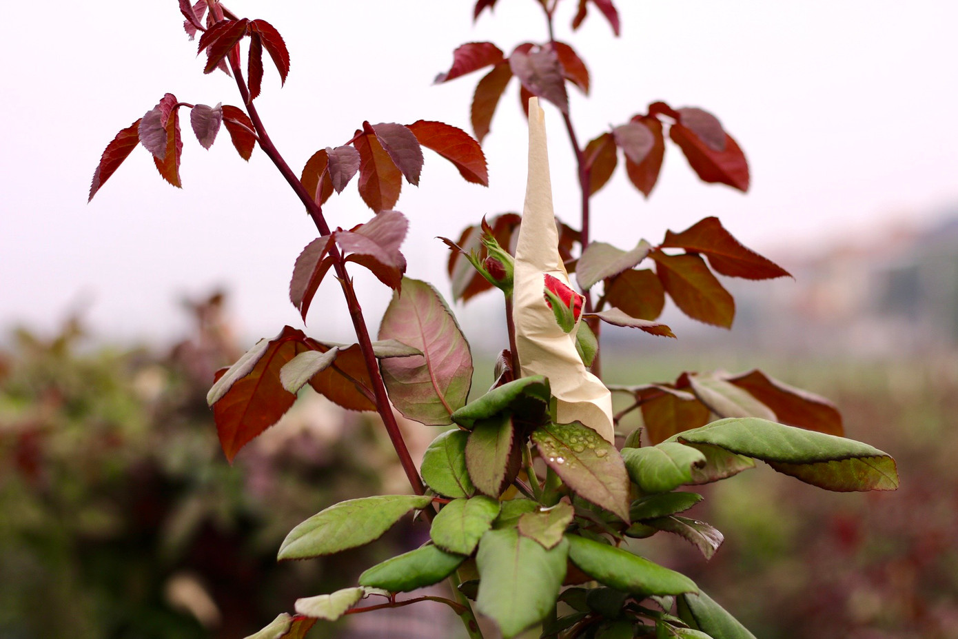 Những bông hồng đến độ thu hoạch sẽ "xé" giấy và chồi ra một phần. Theo người trồng hoa cho biết những bông hoa này đem về cắm nước thì khoảng 2-3 ngày là sẽ nở đẹp. Những bông hồng đến độ thu hoạch sẽ "xé" giấy và chồi ra một phần. Theo người trồng hoa cho biết những bông hoa này đem về cắm nước thì khoảng 2-3 ngày là sẽ nở đẹp.