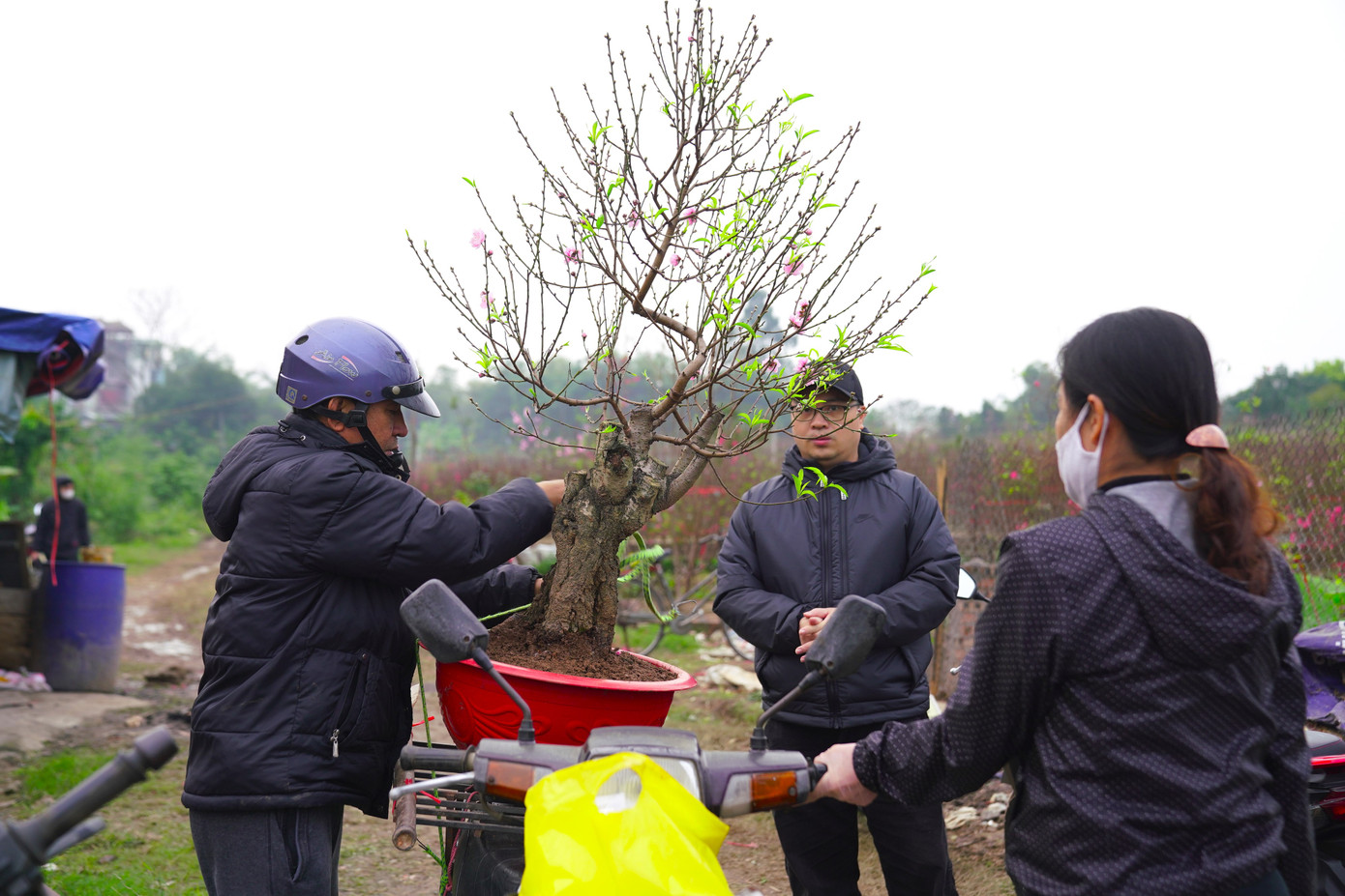 Dịch vụ vận chuyển cây luôn túc trực tại các vườn đào.