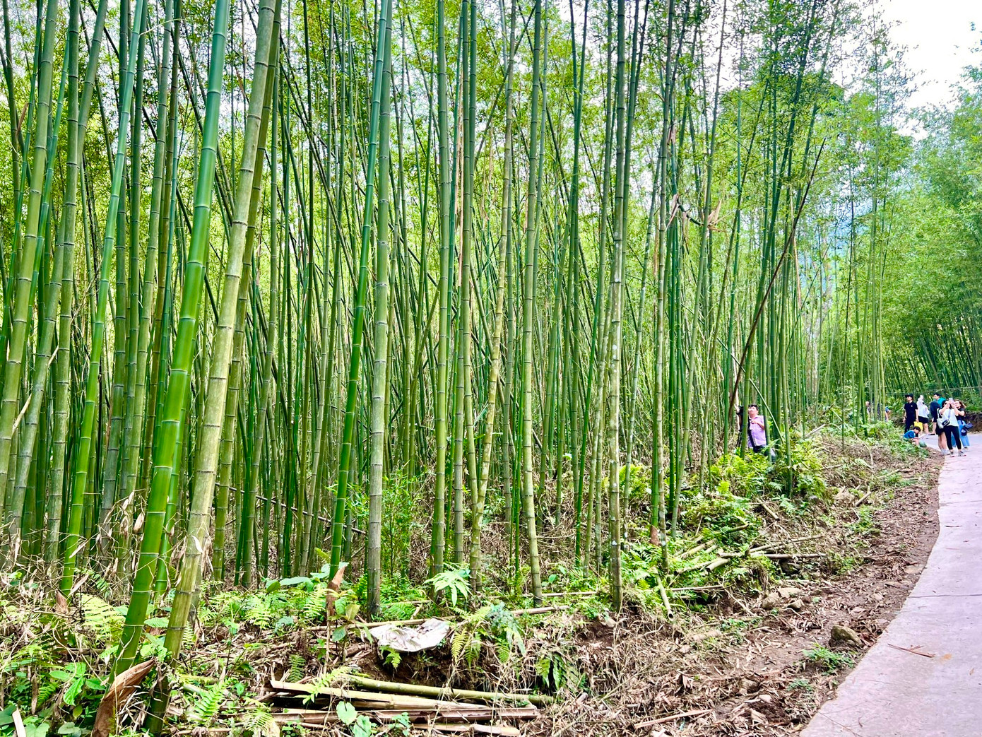 Trong tâm khảm người Việt, trúc là một trong bốn loại cây tứ linh. “Tùng, cúc, trúc, mai” là nhóm tứ quý tượng trưng cho khí chất thanh nhã, kiên trung, trường thọ, cho sức sống dẻo dai, mãnh liệt của người quân tử.
