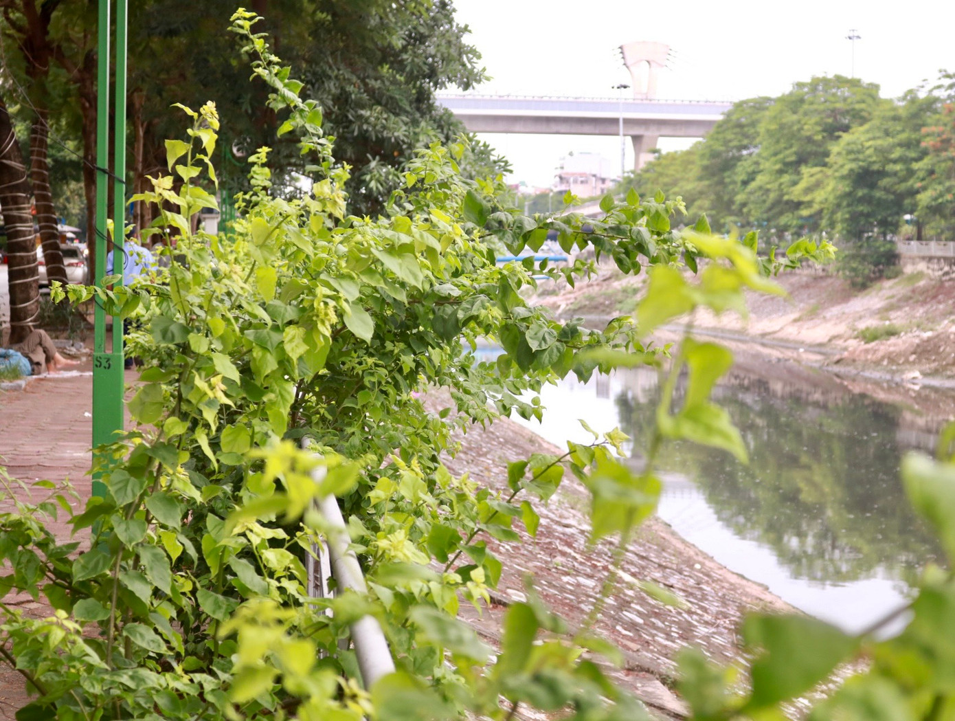 Tại những nơi không có vật cản, đè nén những cây hoa giấy phát triển tốt, vươn ngọn cao, xanh, thân cành mập mạp, lá tươi tốt.