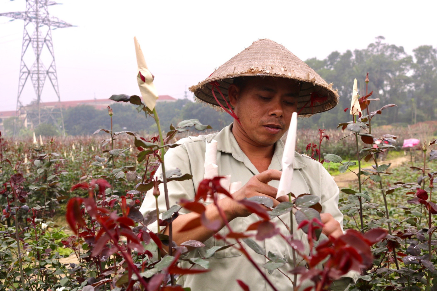 Để cho búp hoa không bị gãy, hỏng, người dân thường dùng giấy để bọc các nụ hoa lại. Anh Phương cho biết: "Khi những nụ hoa to hơn đầu ngón tay trỏ một chút thì mình bắt đầu chụp nụ lại để bảo vệ hoa. Sau khi chụp giấy lên thì tầm khoảng 10-15 ngày là có thể thu hoạch". Để cho búp hoa không bị gãy, hỏng, người dân thường dùng giấy để bọc các nụ hoa lại. Anh Phương cho biết: "Khi những nụ hoa to hơn đầu ngón tay trỏ một chút thì mình bắt đầu chụp nụ lại để bảo vệ hoa. Sau khi chụp giấy lên thì tầm khoảng 10-15 ngày là có thể thu hoạch".