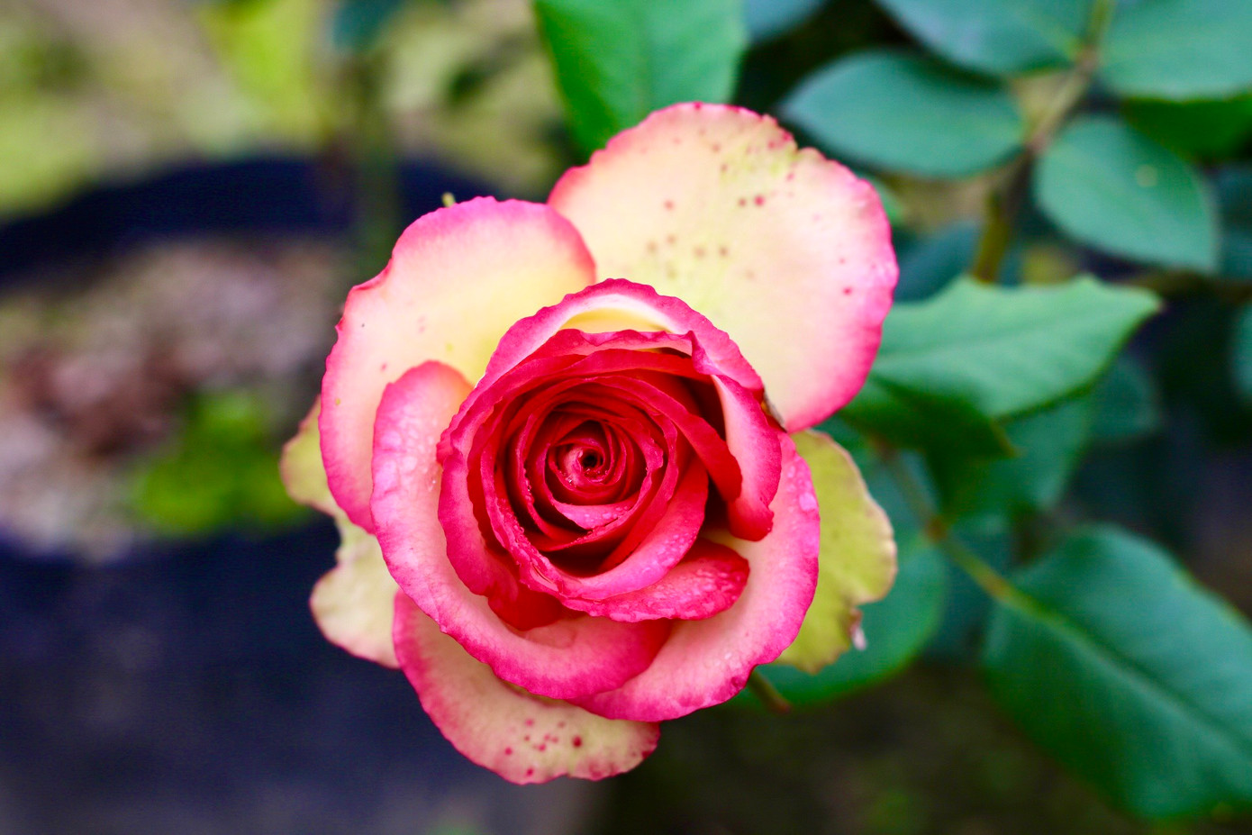 Hoa hồng tại làng hoa Mê Linh được trồng với đa dạng chủng loại để có thể đáp ứng cho nhu cầu chơi hoa ngày càng phong phú của người dân. Hoa hồng tại làng hoa Mê Linh được trồng với đa dạng chủng loại để có thể đáp ứng cho nhu cầu chơi hoa ngày càng phong phú của người dân.