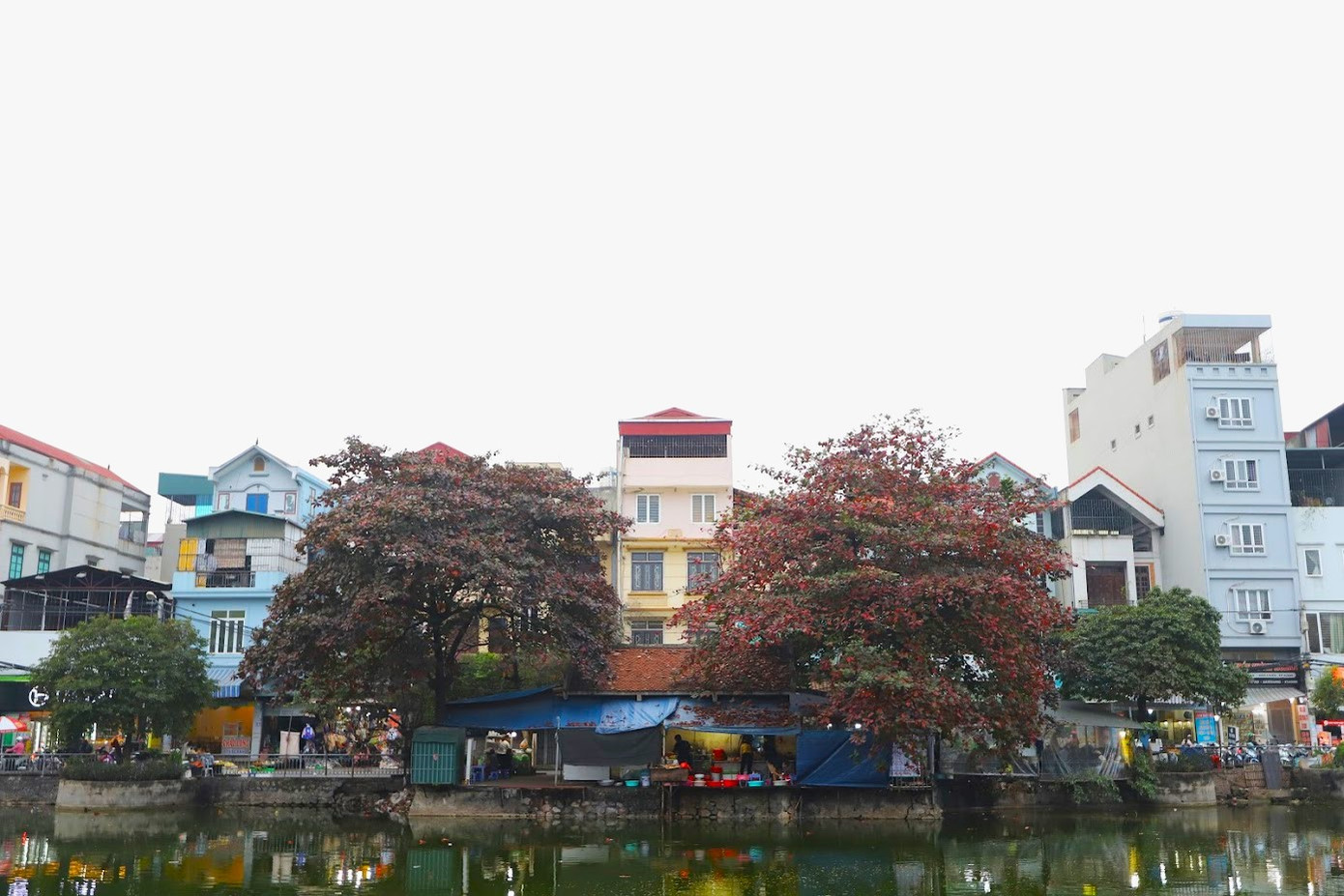 Cây bàng nghiêng mình, in bóng trên mặt hồ.