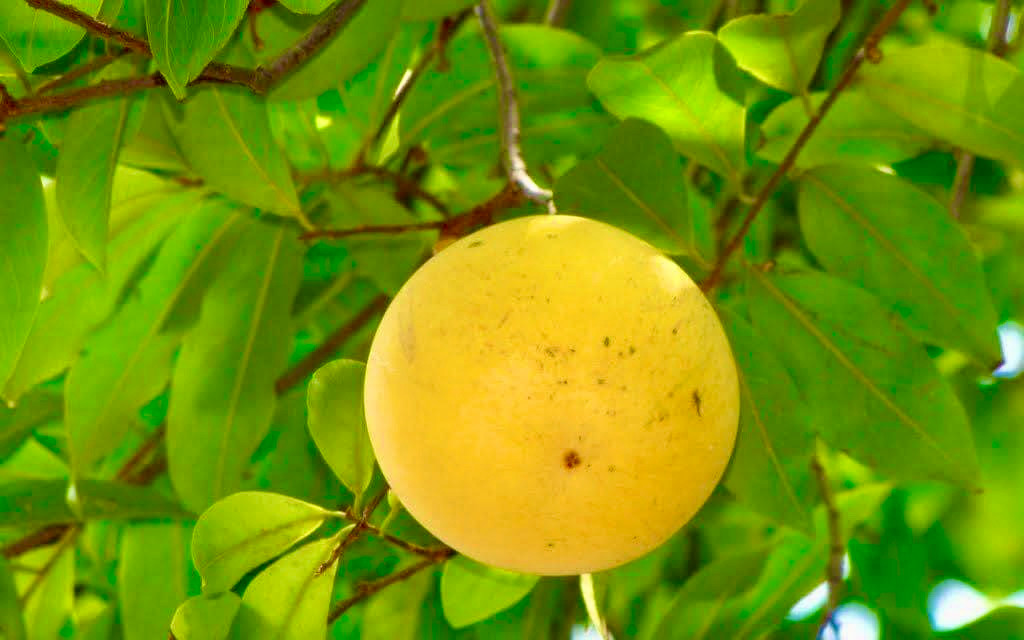 Thị bắt đầu chín từ cuối tháng 7, đầu tháng 8.