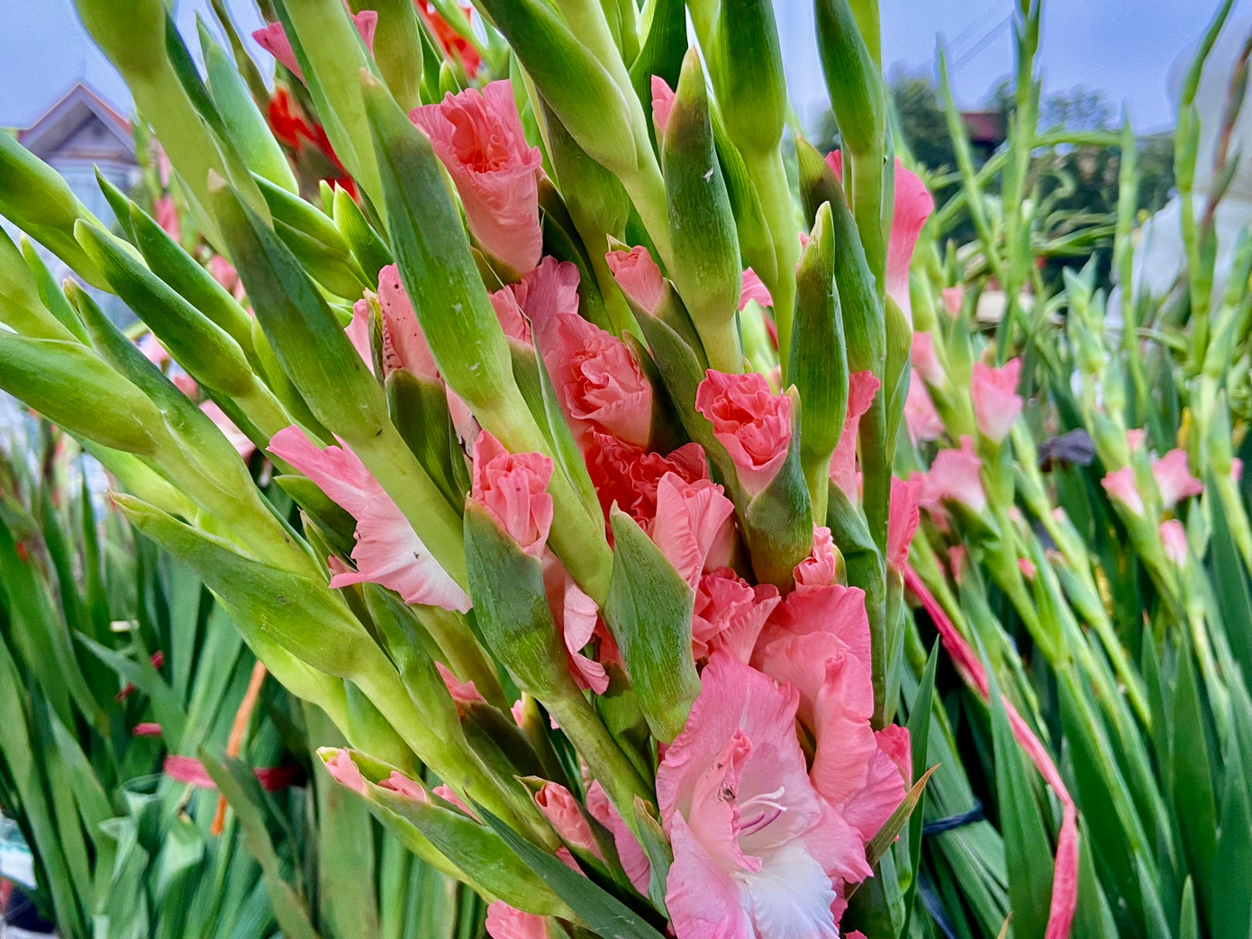 Nhiều cây dơn đã bung cánh từ sớm.