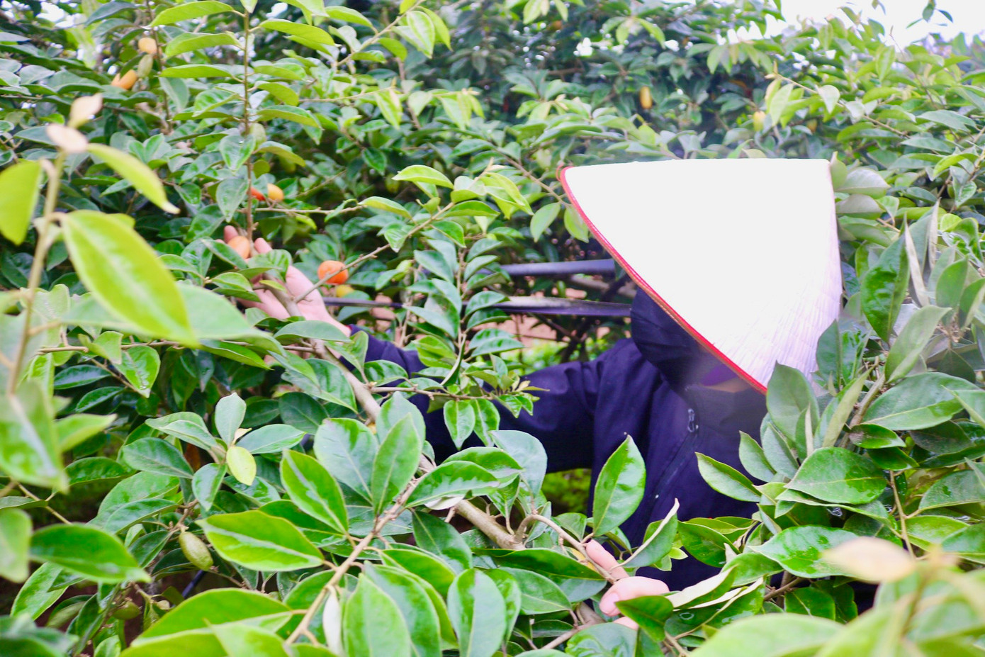 Chị Phùng Minh Hồng (xã Dương Liễu, Hoài Đức) cho biết: "Vườn nhà tôi trồng khoảng 30 gốc nhót. Bây giờ đang vào đợt thu hoạch đầu tiên, tuy nhiên năm nay thời tiết không thuận lợi, nhót mất mùa cho nên mới đầu vụ nhưng nhót trên cây đã thưa trông thấy". Chị Phùng Minh Hồng (xã Dương Liễu, Hoài Đức) cho biết: "Vườn nhà tôi trồng khoảng 30 gốc nhót. Bây giờ đang vào đợt thu hoạch đầu tiên, tuy nhiên năm nay thời tiết không thuận lợi, nhót mất mùa cho nên mới đầu vụ nhưng nhót trên cây đã thưa trông thấy".