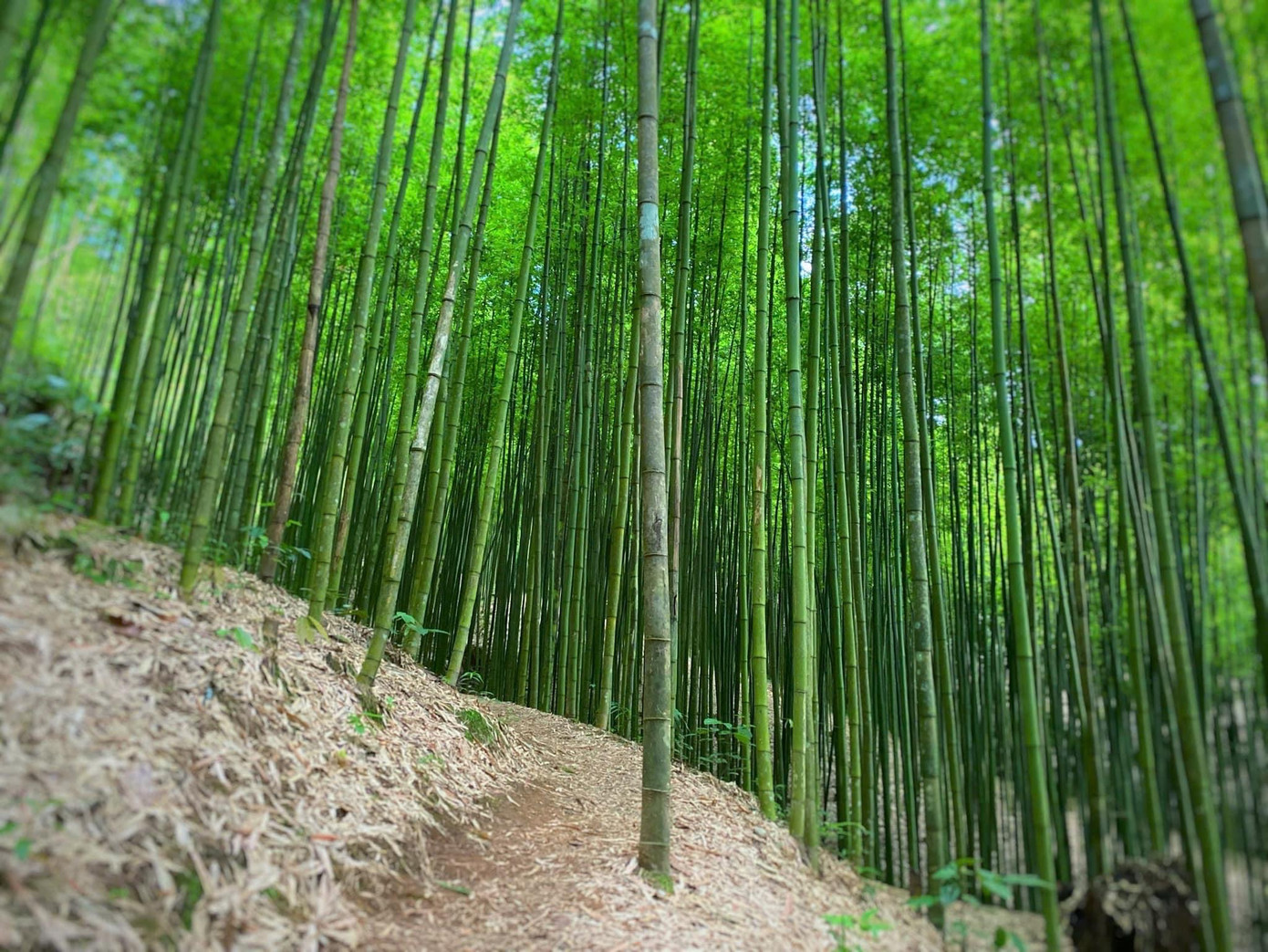 Những cây trúc cao, thẳng tắp, xanh mướt tạo nên không gian đầy mê hoặc.