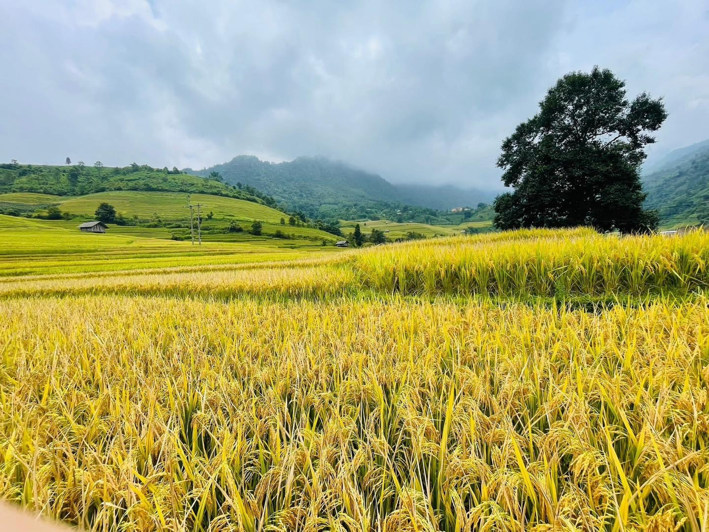 Theo Bích Thùy - cô bạn thường tổ chức và dẫn những tour phượt, cho biết: "Thời điểm này ở Nậm Cang khí hậu khá mát mẻ, nhiệt độ dao động khoảng 20 - 25 độ C, thuận tiện để du khách đến trải nghiệm. Để đến được Nậm Cang, du khách có thể thuê xe máy từ trung tâm thị xã Sa Pa với giá khoảng 100.000 - 200.000 đồng/xe/ ngày, hoặc với những bạn đi phượt bằng xe máy chỉ cần chuẩn bị sức khỏe tốt và kiểm tra xe kỹ càng trước khi lên đường." Theo Bích Thùy - cô bạn thường tổ chức và dẫn những tour phượt, cho biết: "Thời điểm này ở Nậm Cang khí hậu khá mát mẻ, nhiệt độ dao động khoảng 20 - 25 độ C, thuận tiện để du khách đến trải nghiệm. Để đến được Nậm Cang, du khách có thể thuê xe máy từ trung tâm thị xã Sa Pa với giá khoảng 100.000 - 200.000 đồng/xe/ ngày, hoặc với những bạn đi phượt bằng xe máy chỉ cần chuẩn bị sức khỏe tốt và kiểm tra xe kỹ càng trước khi lên đường."
