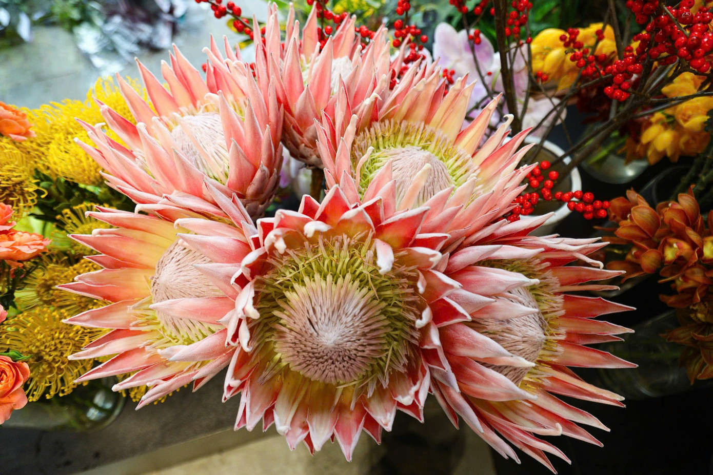 Năm nay, tại cửa hàng xuất hiện một loại hoa đặc biệt mang tên hoa thảo đường hoàng đế Nam Phi. Đây là loại hoa thuộc dạng "vip" có giá đắt nhất trong cửa hàng. Theo anh Nam, một bông hoa đặc biệt này có giá lên đến 800.000 đồng/bông. "Tuy giá đắt như vậy nhưng vẫn có khách tìm mua. Và để sở hữu được một bó hoa này khách hàng không chỉ phải chi hàng triệu đồng mà còn phải đặt trước cả tháng mới có vì hoa này được vận chuyển trực tiếp từ Nam Phi về đây", anh Nam cho biết thêm. Năm nay, tại cửa hàng xuất hiện một loại hoa đặc biệt mang tên hoa thảo đường hoàng đế Nam Phi. Đây là loại hoa thuộc dạng "vip" có giá đắt nhất trong cửa hàng. Theo anh Nam, một bông hoa đặc biệt này có giá lên đến 800.000 đồng/bông. "Tuy giá đắt như vậy nhưng vẫn có khách tìm mua. Và để sở hữu được một bó hoa này khách hàng không chỉ phải chi hàng triệu đồng mà còn phải đặt trước cả tháng mới có vì hoa này được vận chuyển trực tiếp từ Nam Phi về đây", anh Nam cho biết thêm.