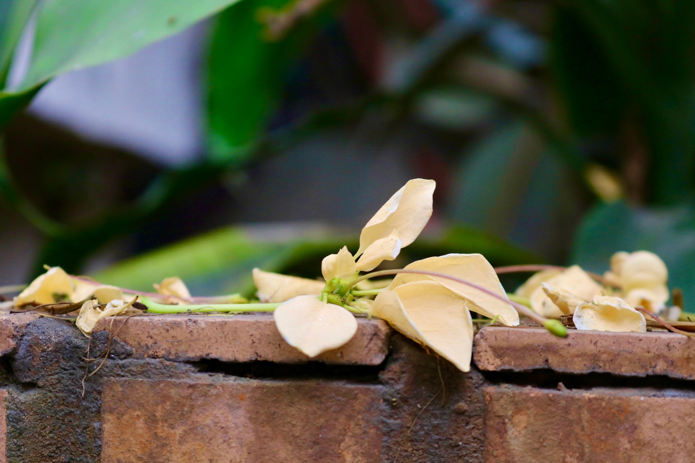Hoa bún rơi như trải thảm vàng rực xung quanh thân cây.