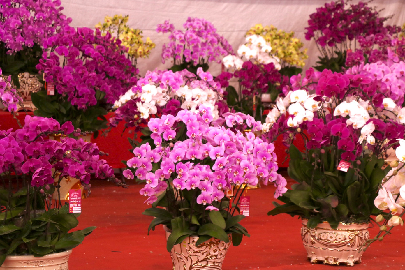 Tại cửa hàng bày bán những chậu hoa có giá từ vài triệu đến vài chục triệu. Với những chậu hoa lớn hơn khoảng 100 triệu đồng trở lên có khách đặt thì cửa hàng mới làm. Tại cửa hàng bày bán những chậu hoa có giá từ vài triệu đến vài chục triệu. Với những chậu hoa lớn hơn khoảng 100 triệu đồng trở lên có khách đặt thì cửa hàng mới làm.