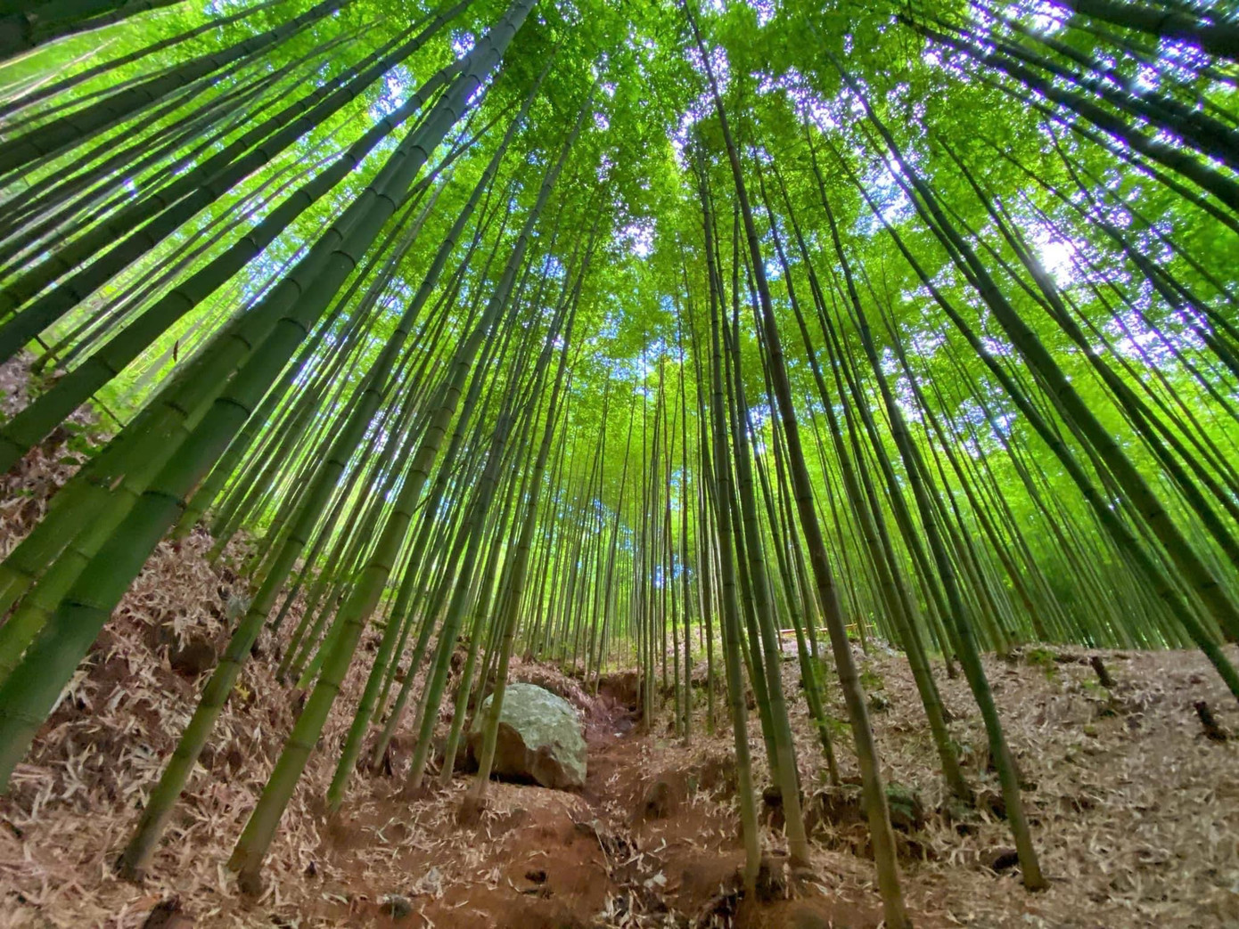 Những cây trúc cao, thẳng tắp, xanh mướt tạo nên không gian đầy mê hoặc.