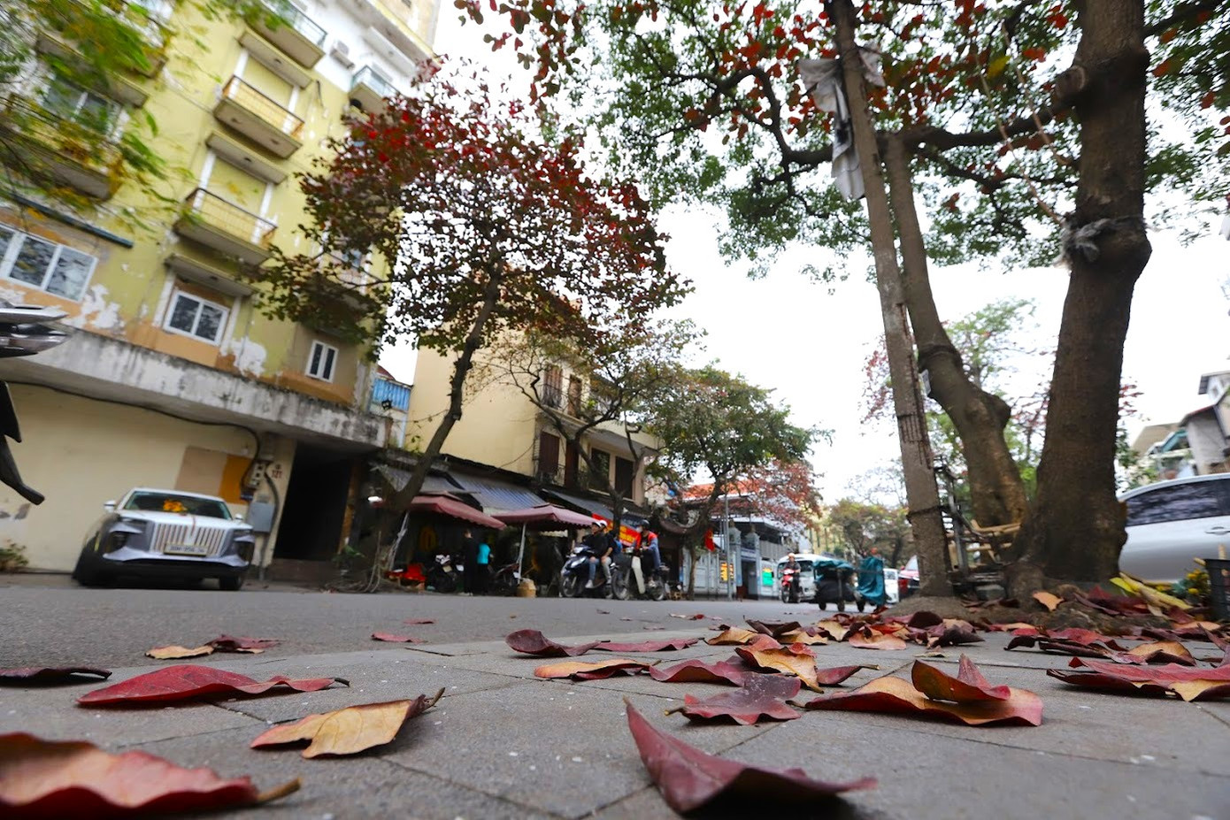 Lá bàng đỏ là đặc trưng riêng của phố phường Hà Nội những ngày đông.
