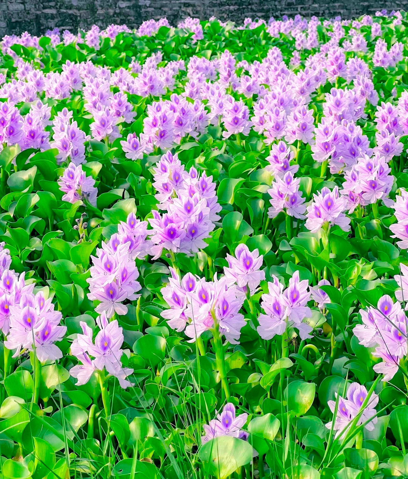 Lục bình là cây thân thảo, mọc thẳng đứng hoặc bò ngang mặt nước, có chiều cao khoảng 20 - 35cm. Lá lục bình có hình tròn, thường cuộn tròn vào nhau như những cánh hoa, có màu xanh lục, bề mặt lá láng và nhẵn, gân có hình dạng giống cánh cung dài và hẹp. Lục bình là cây thân thảo, mọc thẳng đứng hoặc bò ngang mặt nước, có chiều cao khoảng 20 - 35cm. Lá lục bình có hình tròn, thường cuộn tròn vào nhau như những cánh hoa, có màu xanh lục, bề mặt lá láng và nhẵn, gân có hình dạng giống cánh cung dài và hẹp.