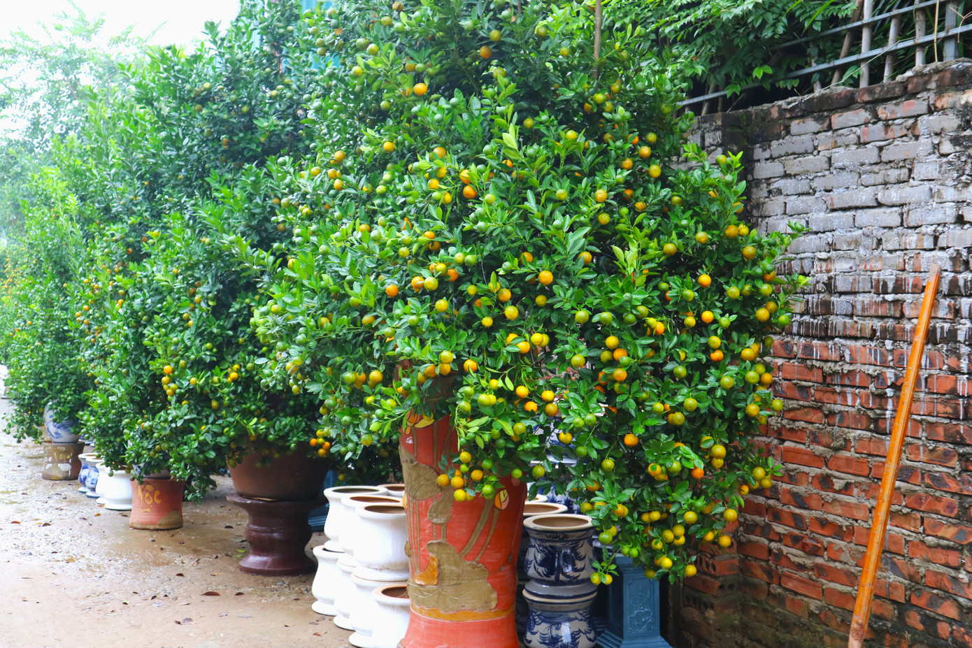 Theo các chủ vườn chia sẻ, quất năm nay chất lượng cũng như kiểu dáng có phần đẹp hơn so với các năm trước. Đa số quất cảnh tại các nhà vườn đều đẹp, xanh lá, quả to tròn đều.