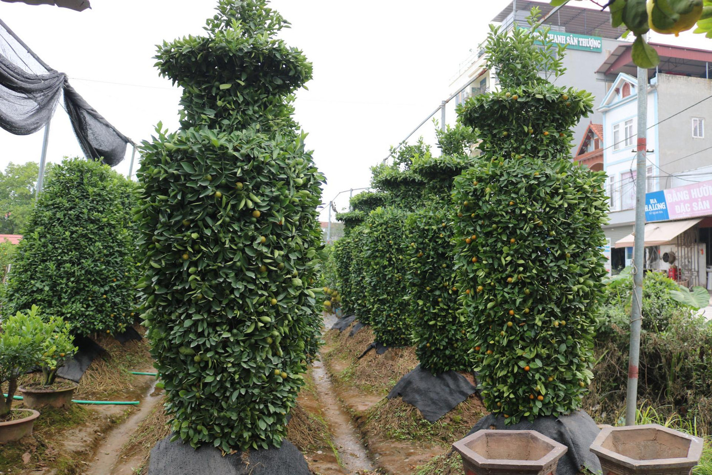 Để có thể gò được một cây quýt lục bình thì cây giống phải có tuổi đời từ 5-7 năm