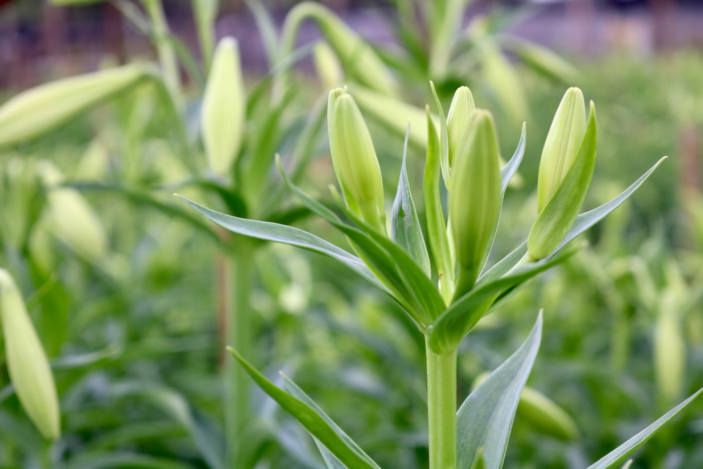 Tháng 4 là thời gian hoa loa kèn nở rộ và đẹp nhất nên thường được mọi người gọi với cái tên rất đặc biệt - loài hoa của tháng 4. Tháng 4 là thời gian hoa loa kèn nở rộ và đẹp nhất nên thường được mọi người gọi với cái tên rất đặc biệt - loài hoa của tháng 4.