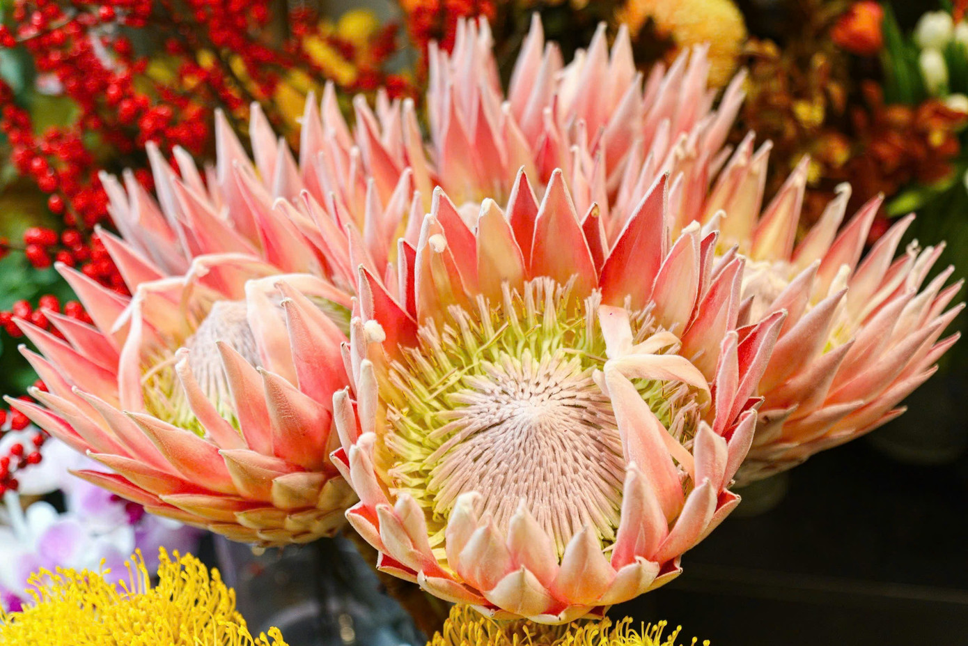 Năm nay, tại cửa hàng xuất hiện một loại hoa đặc biệt mang tên hoa thảo đường hoàng đế Nam Phi. Đây là loại hoa thuộc dạng "vip" có giá đắt nhất trong cửa hàng. Theo anh Nam, một bông hoa đặc biệt này có giá lên đến 800.000 đồng/bông. "Tuy giá đắt như vậy nhưng vẫn có khách tìm mua. Và để sở hữu được một bó hoa này khách hàng không chỉ phải chi hàng triệu đồng mà còn phải đặt trước cả tháng mới có vì hoa này được vận chuyển trực tiếp từ Nam Phi về đây", anh Nam cho biết thêm. Năm nay, tại cửa hàng xuất hiện một loại hoa đặc biệt mang tên hoa thảo đường hoàng đế Nam Phi. Đây là loại hoa thuộc dạng "vip" có giá đắt nhất trong cửa hàng. Theo anh Nam, một bông hoa đặc biệt này có giá lên đến 800.000 đồng/bông. "Tuy giá đắt như vậy nhưng vẫn có khách tìm mua. Và để sở hữu được một bó hoa này khách hàng không chỉ phải chi hàng triệu đồng mà còn phải đặt trước cả tháng mới có vì hoa này được vận chuyển trực tiếp từ Nam Phi về đây", anh Nam cho biết thêm.