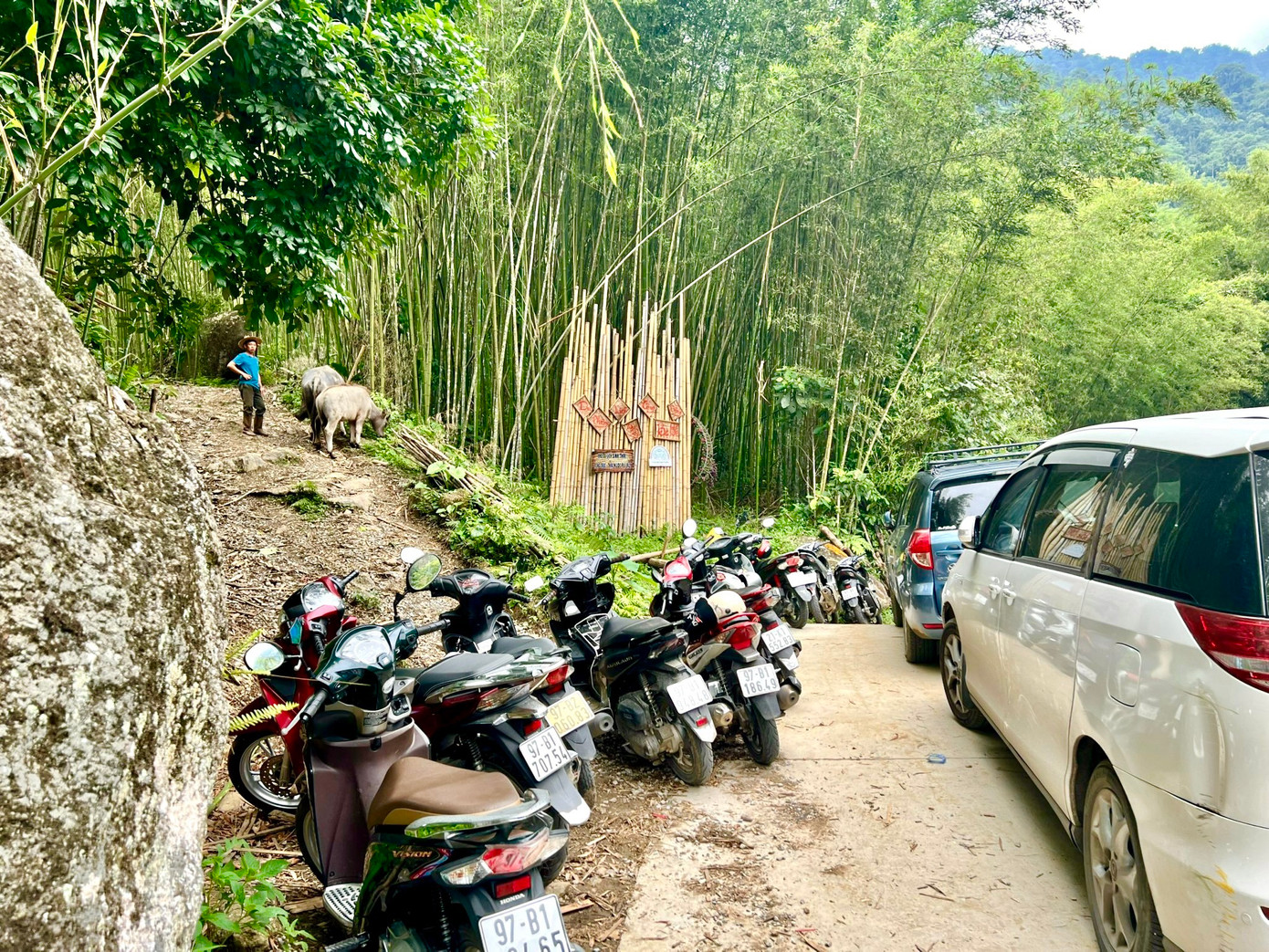 Rừng trúc ngày càng thu hút nhiều du khách thập phương.