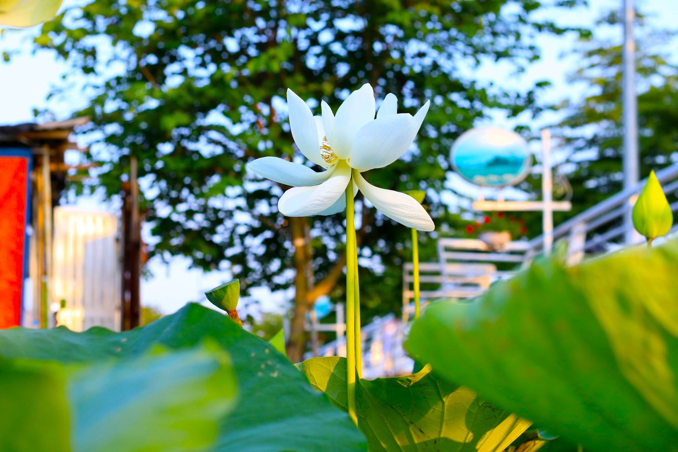 Theo chủ vườn sen thời điểm này tại Hà Nội đang có nhiều loài hoa nở như bằng lăng, hoa phượng nên khách chưa đến chụp với sen nhiều. Mỗi ngày đầm sen chỉ đón khoảng 5-6 lượt, hôm nào đông thì được khoảng 15 lượt.