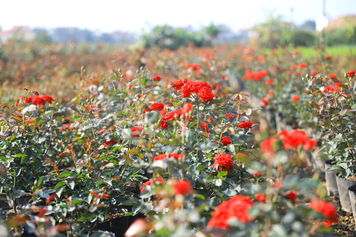 Huyện Mê Linh vốn là một trong những địa phương có diện tích trồng hoa lớn nhất ở Hà Nội. Nơi đây có diện tích canh tác đất nông nghiệp lớn, người dân trồng được nhiều loài hoa như hoa cúc, hoa hồng, thược dược, lay ơn...