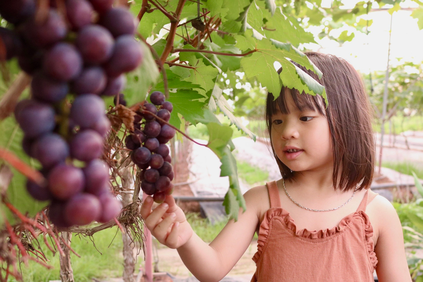 Bên cạnh hiệu quả về kinh tế, hiện tại vườn nho hạ đen nhà chị Hạnh còn là điểm tham quan thu hút nhiều người dân và du khách. Chủ vườn nho Hợi Hường cho biết năm đầu trồng nho thì gặp Covid - 19 phải giãn cách, nhà vườn phải đẩy mạnh quảng bá trên mạng xã hội. Sau đợt giãn cách, người dân tìm về vườn để trải nghiệm rất đông, có những ngày thu được đến 10 triệu tiền vé vào vườn.