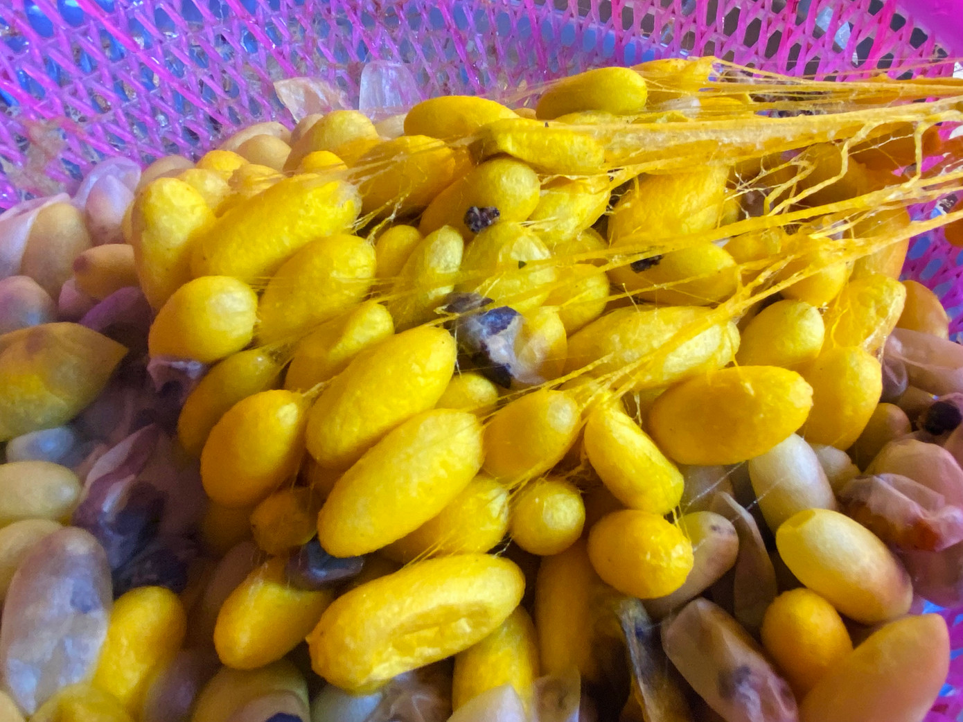 Công đoạn gỡ kén, quay tơ phải có 2 người để vừa luộc kén, vừa kéo tơ