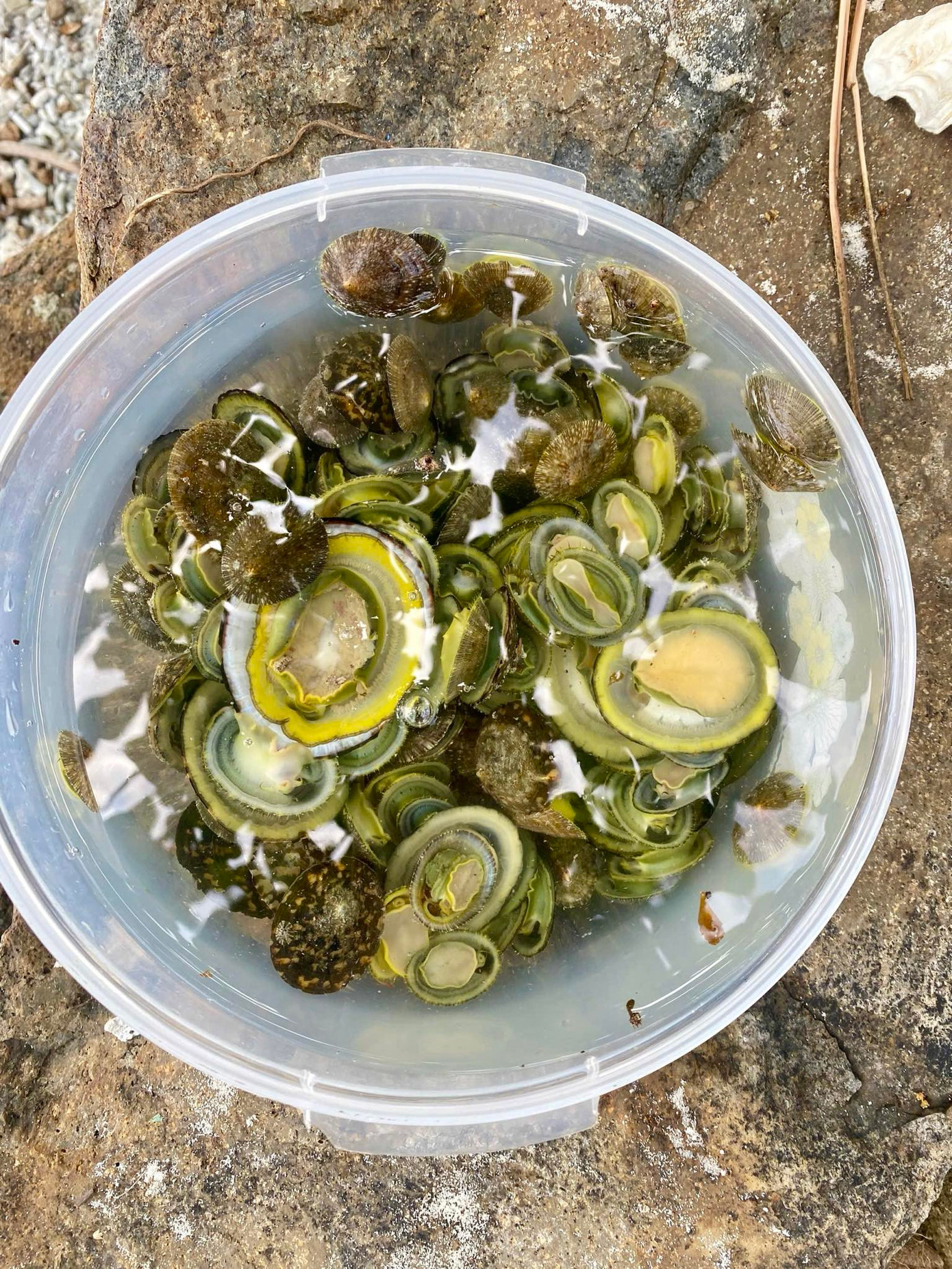 Ốc vú dẹt ăn vi sinh vật có trong nước biển nên khá sạch, chỉ cần sơ chế đơn giản là có thể nấu ăn. Ảnh: An Bình mê SUP