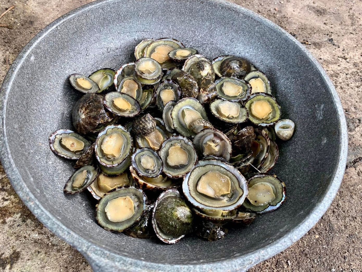 Ốc vú dẹt có vẻ ngoài giống bào ngư nhưng kích thước nhỏ hơn nhiều và vỏ hình chóp nón. Ảnh: An Bình mê SUP