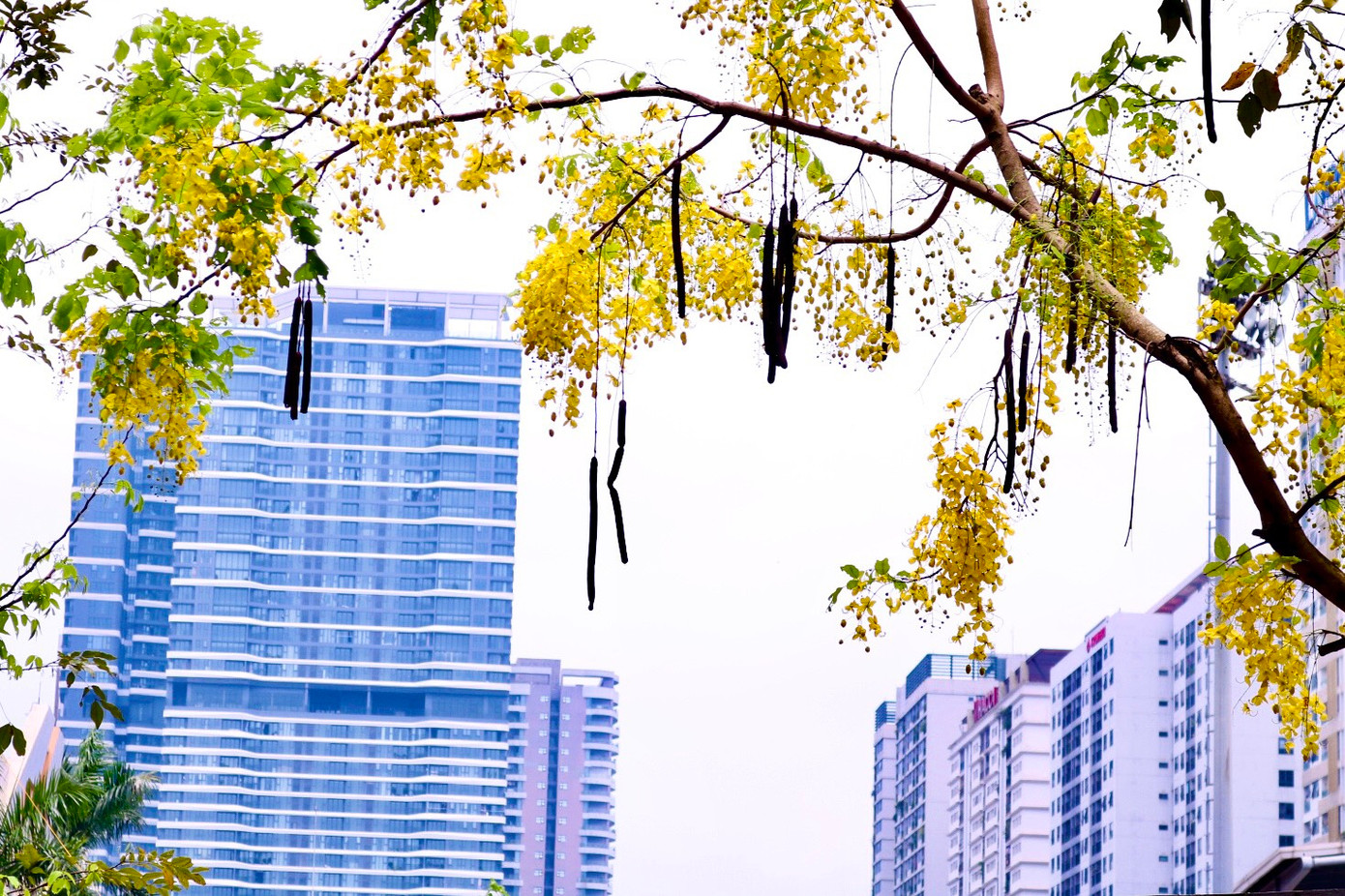 Nhiều góc phố Thủ đô trở nên chill hơn với sự xuất hiện của hoa muồng hoàng yến. Nhiều góc phố Thủ đô trở nên chill hơn với sự xuất hiện của hoa muồng hoàng yến.