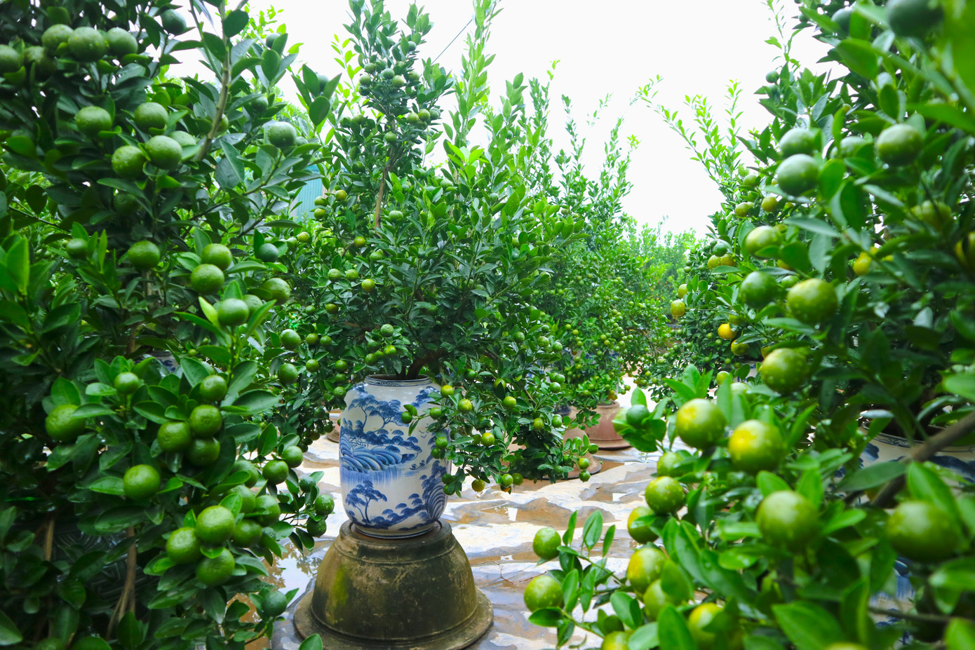 Trước kia, làng quất Tứ Liên chủ yếu trồng quất đất. Do nhu cầu của người dùng thay đổi nên khoảng 10 năm trở lại đây chuyển dần sang trồng quất chum, quất bonsai, quất lọ nhỏ là chủ yếu.