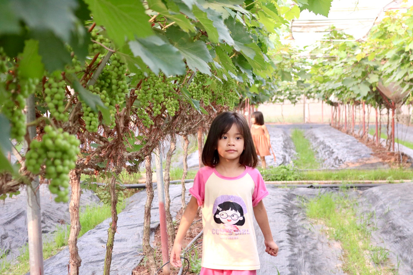 Bên cạnh hiệu quả về kinh tế, hiện tại vườn nho hạ đen nhà chị Hạnh còn là điểm tham quan thu hút nhiều người dân và du khách. Chủ vườn nho Hợi Hường cho biết năm đầu trồng nho thì gặp Covid - 19 phải giãn cách, nhà vườn phải đẩy mạnh quảng bá trên mạng xã hội. Sau đợt giãn cách, người dân tìm về vườn để trải nghiệm rất đông, có những ngày thu được đến 10 triệu tiền vé vào vườn.