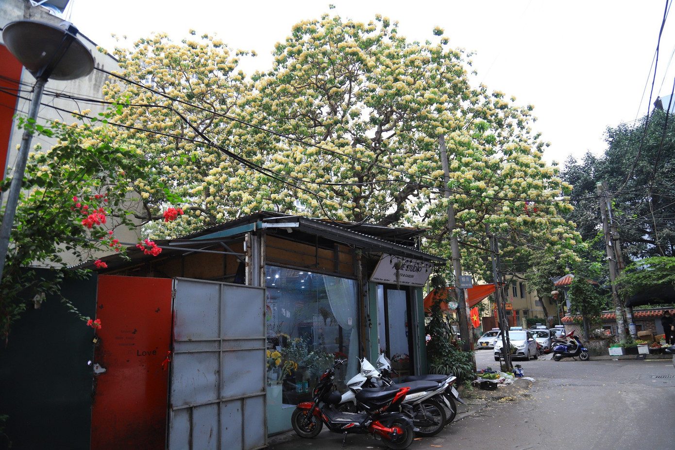 Cây cao chừng hơn 10 m, tán rộng xum xuê làm nổi bật một góc phố, đi từ xa đã có thể dễ dàng nhìn thấy sắc vàng rực của từng chùm hoa bún.