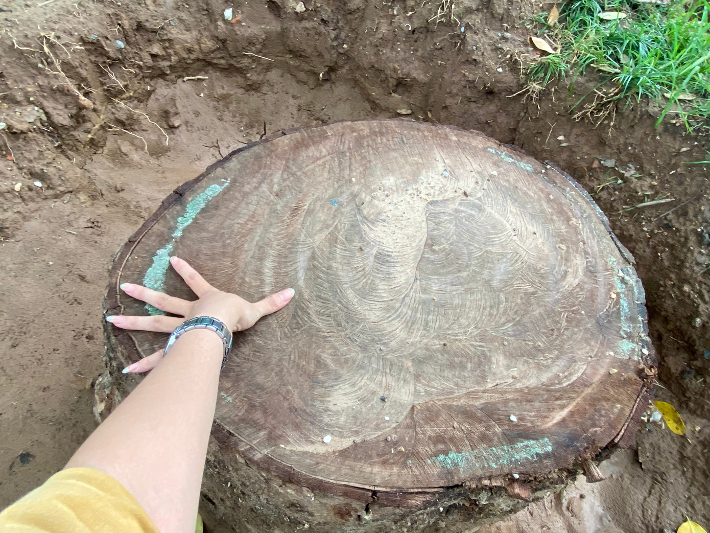 Nhiều cây lớn trong công viên bị cắt ngang gốc không rõ lý do Nhiều cây lớn trong công viên bị cắt ngang gốc không rõ lý do