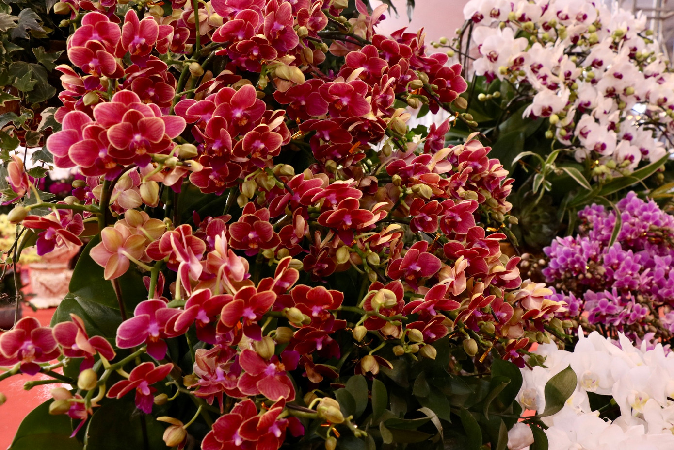 Theo ghi nhận, giá lan năm nay không thay đổi so với mọi năm, giá lan cành vẫn được bán với giá khoảng 300.000 đồng/cành. Theo ghi nhận, giá lan năm nay không thay đổi so với mọi năm, giá lan cành vẫn được bán với giá khoảng 300.000 đồng/cành.