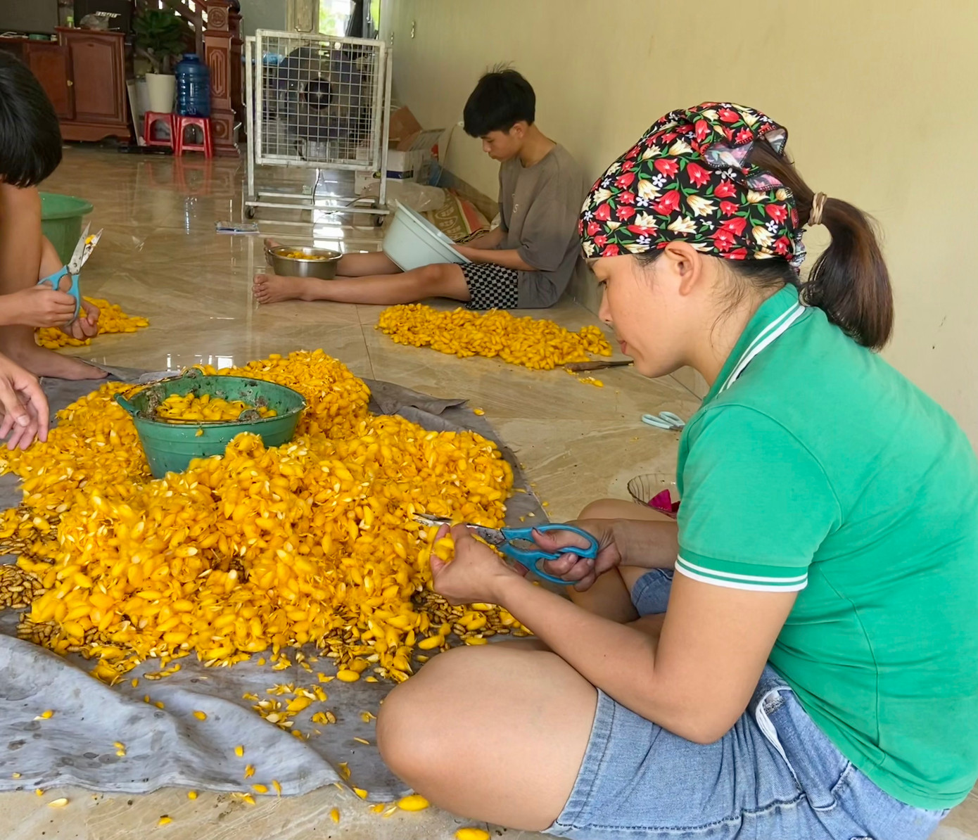 Trong làng còn khoảng 10 hộ cắt kén để bán nhộng thành phẩm, được biết người dân sẽ nhận được 12.000 đồng/kg tiền công cắt nhộng và giá nhộng sống thành phẩm được thương lái thu mua với giá khoảng 250.000-300.000 đồng/kg, nhộng đã luộc chín có giá khoảng 90.000 đồng/kg. Với số lượng hộ gia đình duy trì nghề làm tơ ít ỏi như hiện này, công cuộc gìn giữ và phát triển làng nghề tơ tằm Vọng Nguyệt đang dần rơi vào thế bí. Những nỗ lực níu kéo nghề truyền thống mong manh như những sợi tơ trên guồng, có thể đứt gánh bất cứ khi nào.