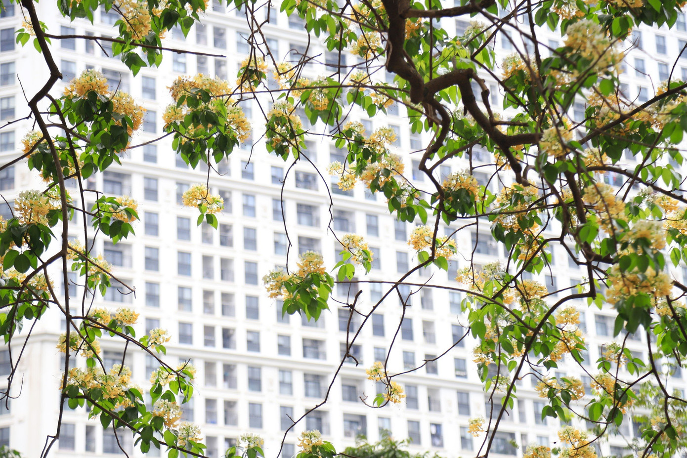 Hoa bún mọc thành từng chùm phía đầu cành, màu hoa vàng, trắng xen lẫn sắc xanh của lá.