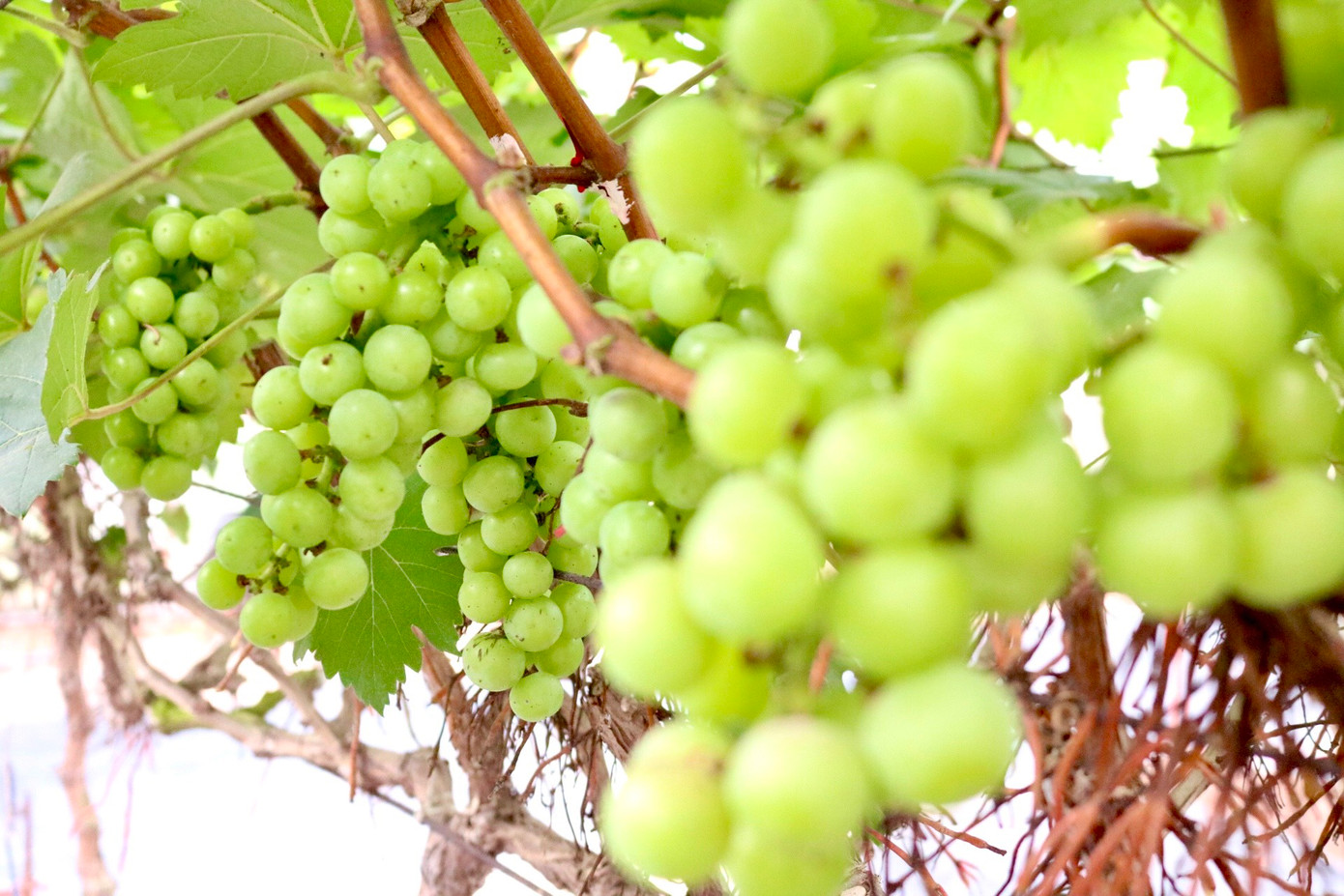 Chị Hạnh cho biết giống nho hạ đen có xuất xứ từ Trung Quốc và được trường Đại học Nông Lâm Bắc Giang trồng thí điểm từ khoảng năm 2017. Gia đình chị đã bắt đầu đi tìm hiểu về giống cây và cách làm ở nhiều nơi như Bắc Giang, Vĩnh Phúc, Lạng Sơn. Đến khoảng tháng 10/2020, gia đình trồng thành công 600 gốc nho Hạ đen không hạt với sự giúp đỡ kỹ thuật của Trường Đại học Nông lâm Bắc Giang, sự hướng dẫn của Trung tâm khuyến nông Thành phố, Trạm khuyến nông huyện.