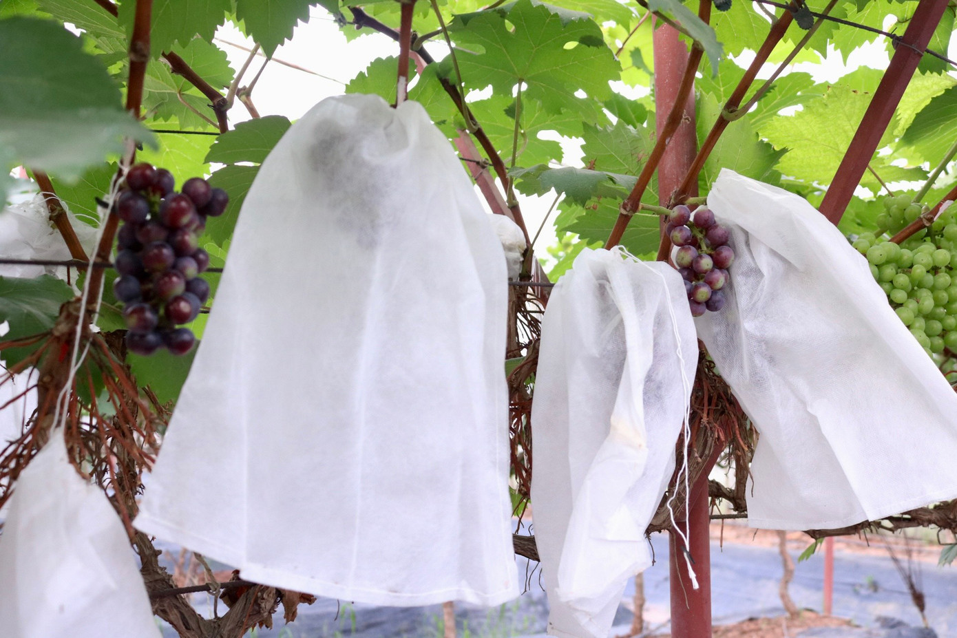 Thời điểm hiện tại, nho trong vườn đã bắt đầu chín nên nhà vườn sẽ buộc những chùm nho chín trong túi vải mỏng để bảo vệ nho khỏi các loại động vật như chim, chuột.