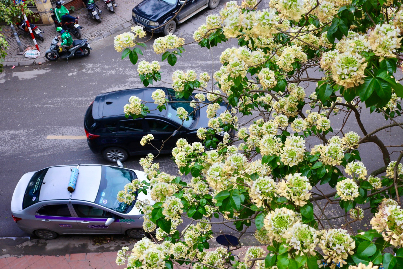 Cây hoa bún quen thuộc với người dân ở các tỉnh miền Trung như Quảng Nam, Ninh Thuận, Thừa Thiên - Huế... nhưng tại Hà Nội không nhiều người biết về cây này. Hiện tại chỉ có một cây hoa bún tại Đình Thôn quận Nam Từ Liêm là to và lâu đời nhất.