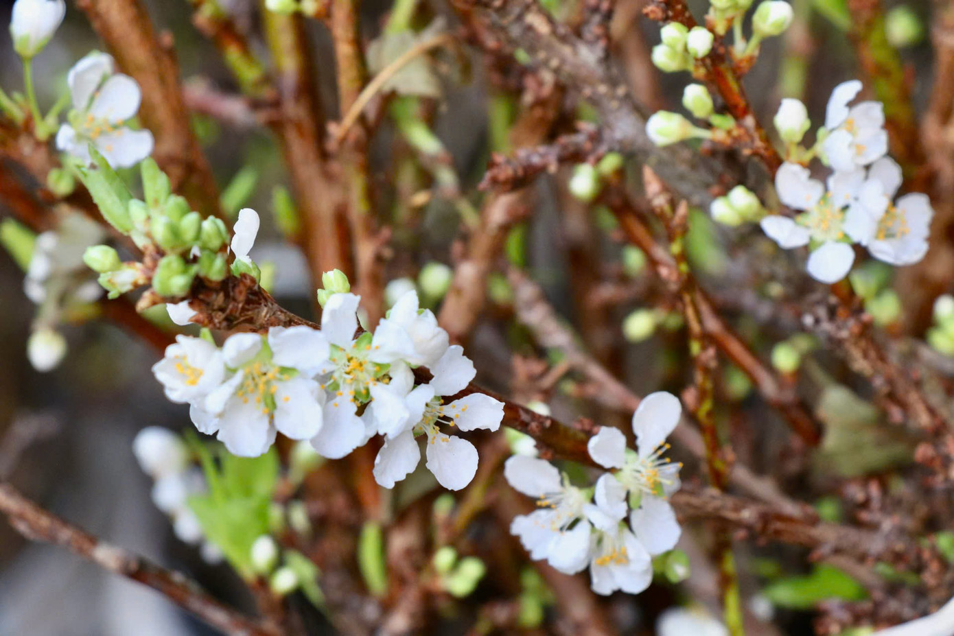Ông Hùng - tiểu thương chợ hoa Quảng An - cho biết, hiện tại hoa mận mới vào đầu vụ, số lượng ít nên lần nhập này là lần đầu tiên trong năm nay. Những cành mận sớm có kích thước lớn, nụ hoa mập mạp, giá cả cũng khá mềm so với dịp giáp tết. Nhưng so với giá năm trước thì có phần cao hơn do ảnh hưởng của những đợt mưa lũ vừa qua, số lượng cành đẹp cũng bị giảm đi đáng kể. "Tất cả cành mận đều được lấy từ Mộc Châu về để bán. Hoa mận sớm tươi mới, nụ to và nở đẹp. Mỗi bó có khoảng 5-6 cành giá bán hiện nay là 150.000 đồng", ông Hùng nói. Ông Hùng - tiểu thương chợ hoa Quảng An - cho biết, hiện tại hoa mận mới vào đầu vụ, số lượng ít nên lần nhập này là lần đầu tiên trong năm nay. Những cành mận sớm có kích thước lớn, nụ hoa mập mạp, giá cả cũng khá mềm so với dịp giáp tết. Nhưng so với giá năm trước thì có phần cao hơn do ảnh hưởng của những đợt mưa lũ vừa qua, số lượng cành đẹp cũng bị giảm đi đáng kể. "Tất cả cành mận đều được lấy từ Mộc Châu về để bán. Hoa mận sớm tươi mới, nụ to và nở đẹp. Mỗi bó có khoảng 5-6 cành giá bán hiện nay là 150.000 đồng", ông Hùng nói.