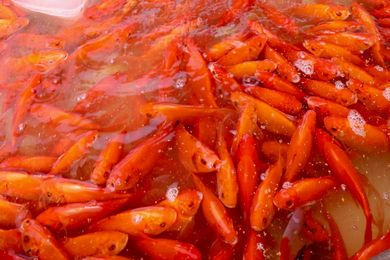 Cá sau khi được vận chuyển tới nơi sẽ được đưa vào các bể sục khí được đặt sẵn để tránh cho cá bị thiếu oxi và đảm bảo điều kiện sống cho cá.