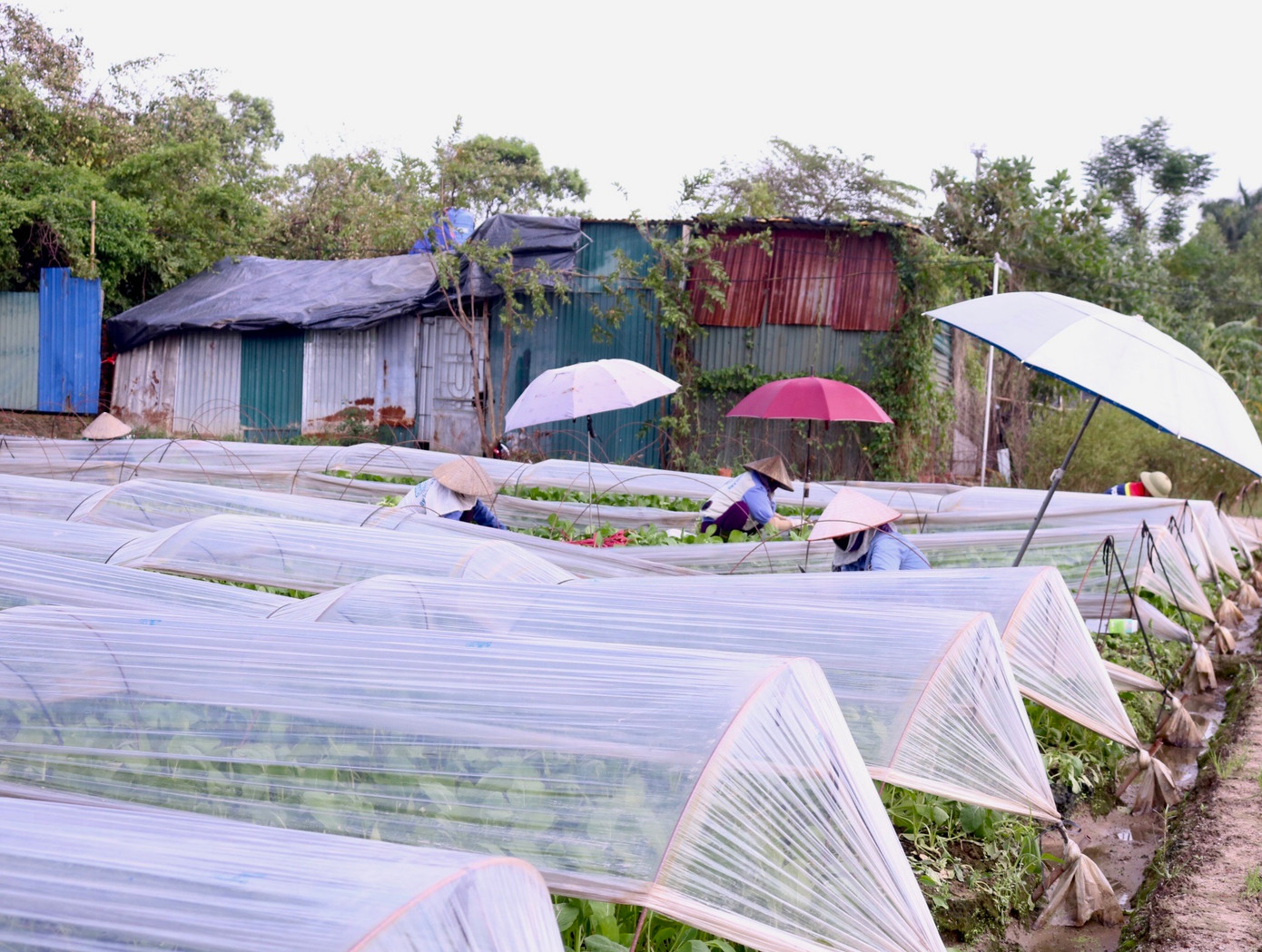 Huyện Mê Linh được xem là vựa rau lớn nhất nhì Hà Nội, đóng vai trò quan trọng trong việc đảm bảo nguồn cung ứng mặt hàng này cho thị trường tiêu thụ rau xanh ở Thủ đô. Huyện Mê Linh được xem là vựa rau lớn nhất nhì Hà Nội, đóng vai trò quan trọng trong việc đảm bảo nguồn cung ứng mặt hàng này cho thị trường tiêu thụ rau xanh ở Thủ đô.
