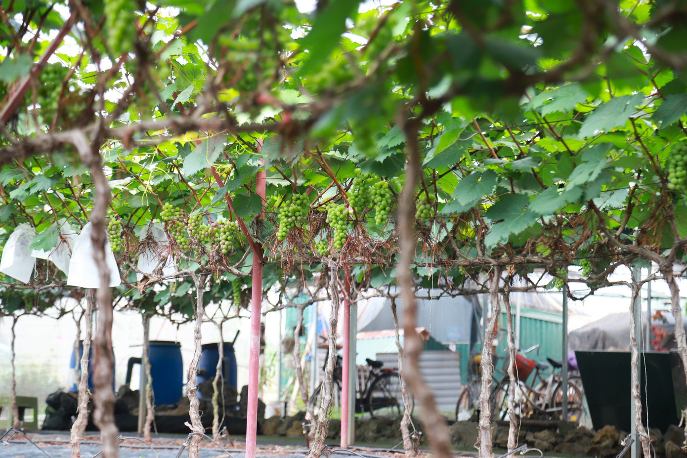 Từ những thửa ruộng bị bỏ trống của người dân, gia đình chị Nguyễn Hồng Hạnh (29 tuổi) - chủ vườn nho Hợi Hường đã mạnh dạn đầu tư thuê lại đất và chuyển đổi qua mô hình trồng nho hạ đen với mong muốn vừa phát triển được kinh tế vừa có thể kết hợp làm du lịch.